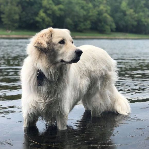 Meet your Posher, Elsa - Picture 1 of 1